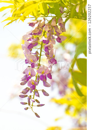 Flowers around the house, various in the four seasons. In spring, around the time of Yayoi, purple flowers are blooming on top of each other on the wisteria trellis at Yamadera. Flowers around the house, various in the four seasons. In spring, around the time of Yayoi, purple flowers are blooming on top of each other on the wisteria trellis at Yamadera. 126202257