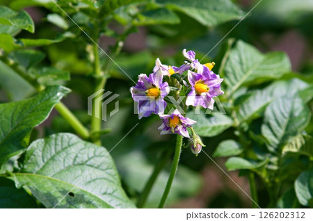 馬鈴薯(五月皇后)花 A 馬鈴薯(五月皇后)花 A 126202312