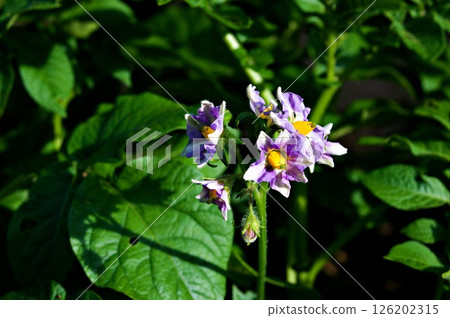 馬鈴薯（五月皇后）花 D 126202315
