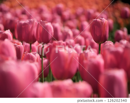 Beautiful tulip flowers blooming on a sunny May day Beautiful tulip flowers blooming on a sunny May day 126202340