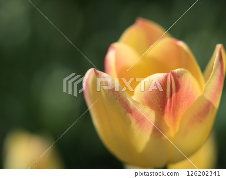 Beautiful tulip flowers blooming on a sunny May day Beautiful tulip flowers blooming on a sunny May day 126202341