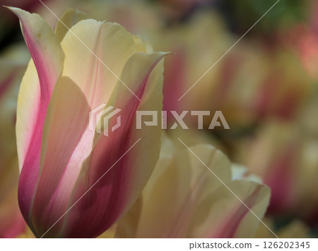 Beautiful tulip flowers blooming on a sunny May day Beautiful tulip flowers blooming on a sunny May day 126202345