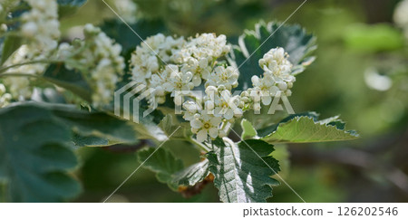 Delicate white flowers and buds of Sorbus graeca blooming in spring. Green leaves. Detailed close-up of the plant Delicate white flowers and buds of Sorbus graeca blooming in spring. Green leaves. Detailed close-up of the plant 126202546