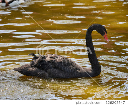 Portrait of a juvenile black swan cygnet swimming in muddy water. Young bird in natural wildlife setting 126202547