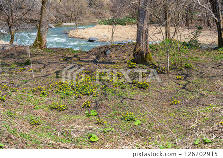 Nagano Prefecture, Hakuba Village, Oide Park, Adonis flowers growing wild on the riverbank 126202915