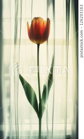 Soft-focus orange tulip emerges through sheer white curtain in dreamy light Soft-focus orange tulip emerges through sheer white curtain in dreamy light 126203163