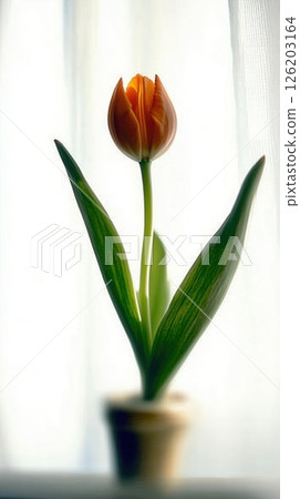 Soft-focus orange tulip in muted colors against a white backdrop creates a dreamy atmosphere 126203164
