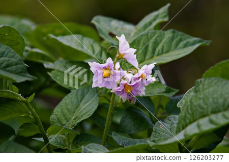 馬鈴薯(男爵)花 A 馬鈴薯(男爵)花 A 126203277