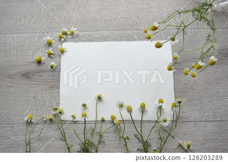 Chamomile Letter 126203289
