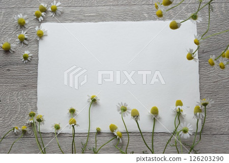 Chamomile Letter 126203290