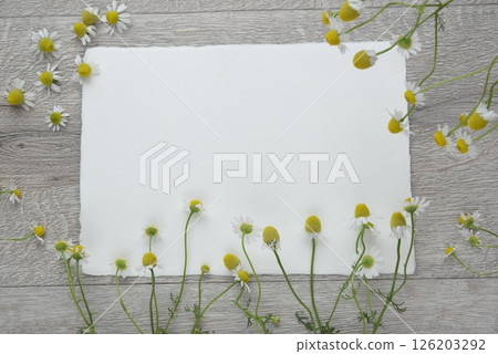 洋甘菊字母 126203292