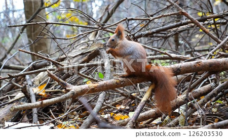 Wild fluffy squirrel sitting at wooden branch gnawing nuts at forest. Cute brown rodent eating found walnuts at autumn park. Pretty small sciurus chewing food outdoor. Concept of wildlife Wild fluffy squirrel sitting at wooden branch gnawing nuts at forest. Cute brown rodent eating found walnuts at autumn park. Pretty small sciurus chewing food outdoor. Concept of wildlife 126203530