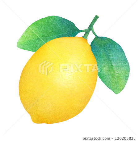 Hand-drawn illustration of lemon with leaves_Watercolor_Fresh citrus fruit 126203823