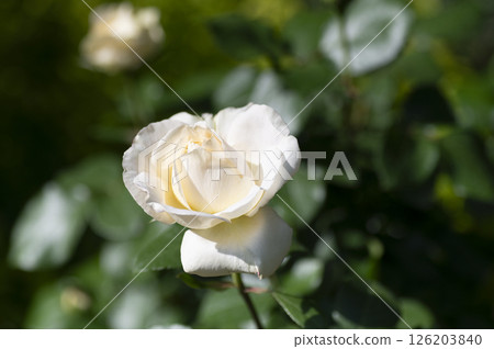 Rose garden Rose garden 126203840