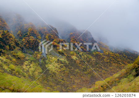 Fall curl in autumn 126203874