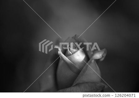 淫蕩的玫瑰 淫蕩的玫瑰 126204071