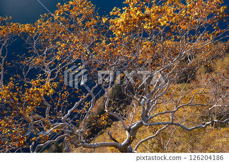 秋天的秋天捲曲 126204186