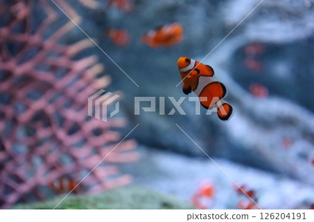 Swimming clownfish Swimming clownfish 126204191