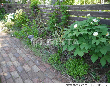 A garden where mountain peonies are in full bloom 126204197