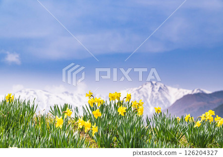 Yellow daffodils and the Central Alps 126204327