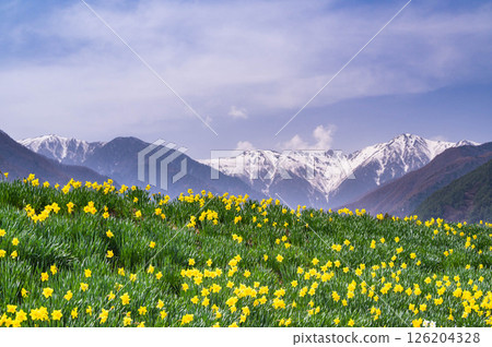 Narcissus and Central Alps on Kozenji-dori Narcissus and Central Alps on Kozenji-dori 126204328