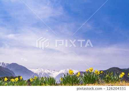 Narcissus and Central Alps 126204331