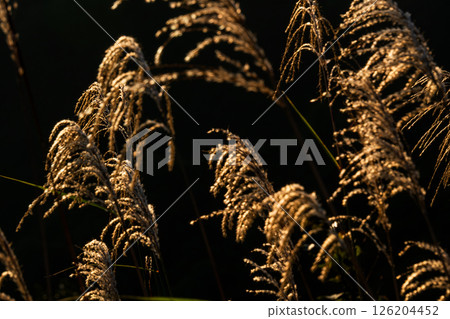 Scenery of Edori Pass 126204452