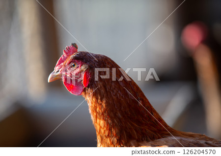 A chicken with a red beak and red comb. The chicken is standing in front of a fence 126204570