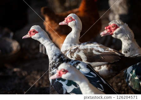 A close-up of a flock of Muscovy ducks in a poultry house. A close-up of a flock of Muscovy ducks in a poultry house. 126204571
