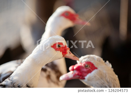 Birds on the farm. Close-up of Muscovy ducks. Birds on the farm. Close-up of Muscovy ducks. 126204573