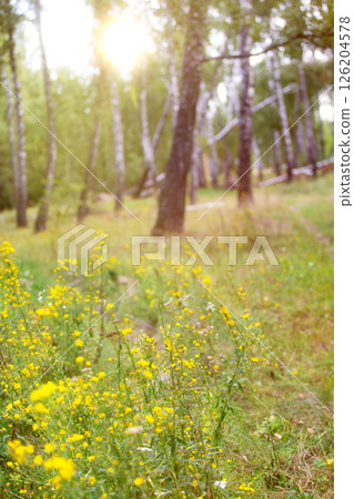A field of yellow flowers with a path through the woods. The sun is shining brightly, creating a warm and inviting atmosphere A field of yellow flowers with a path through the woods. The sun is shining brightly, creating a warm and inviting atmosphere 126204578
