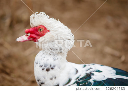 Birds on the farm. Close-up of a speckled muscovy duck. Birds on the farm. Close-up of a speckled muscovy duck. 126204583