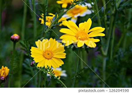 Spring chrysanthemum flower B 126204590
