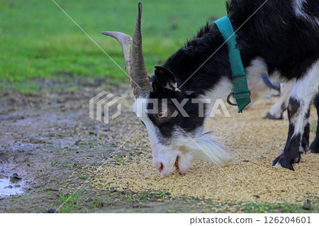 A black and white goat with horns eats grain scattered on the ground. A black and white goat with horns eats grain scattered on the ground. 126204601