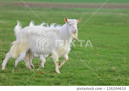 A white goat walks across a green field and looks around. A white goat walks across a green field and looks around. 126204610