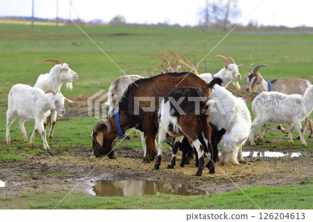A herd of goats is grazing on a green meadow of different colors. They are grazing on a green meadow. They are eating grass and running around the field. A herd of goats is grazing on a green meadow of different colors. They are grazing on a green meadow. They are eating grass and running around the field. 126204613