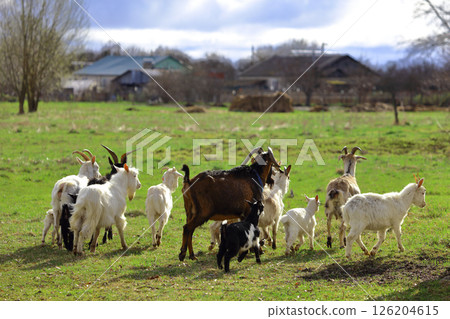 A herd of goats grazes on a green meadow in the background. Wide shot. A herd of goats grazes on a green meadow in the background. Wide shot. 126204615