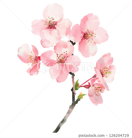 Watercolor illustration of pink cherry blossoms on branch, delicate petals and vibrant stamens, evoking springtime beauty and renewal 126204729