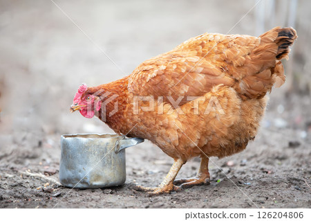 Chickens peck grains from a metal bowl in a farmyard. 126204806