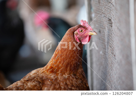 A chicken with a red beak and red comb stands in front of a fence. The chicken is looking at the camera A chicken with a red beak and red comb stands in front of a fence. The chicken is looking at the camera 126204807