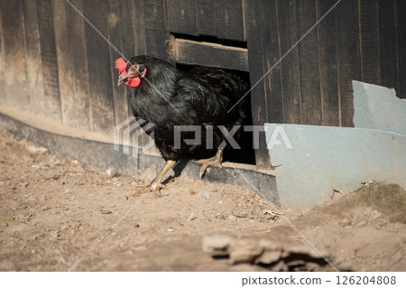A chicken is peeking out of a hole in a wooden fence. The chicken is black and has red eyes 126204808