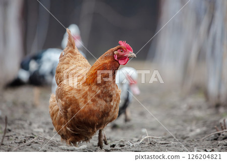A brown chicken walks on the ground on a farm. A brown chicken walks on the ground on a farm. 126204821