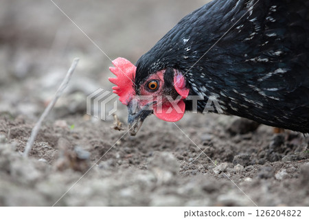 Close-up of a black chicken pecking at grains on the ground. Close-up of a black chicken pecking at grains on the ground. 126204822