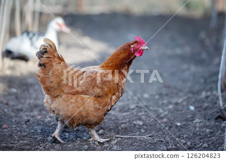 A brown chicken walks on the ground on a farm. 126204823