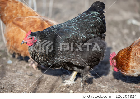 A black chicken stands in front of two other chickens. The black chicken is the largest and is standing on a dirt ground A black chicken stands in front of two other chickens. The black chicken is the largest and is standing on a dirt ground 126204824