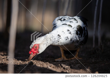 A close-up of a speckled Muscovy duck walking on the ground. 126204825