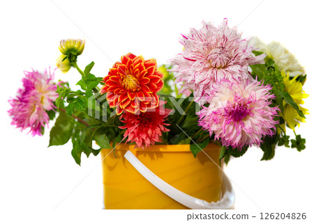 A bouquet of large multi-colored dahlias in a yellow bucket on a white background. A bouquet of large multi-colored dahlias in a yellow bucket on a white background. 126204826