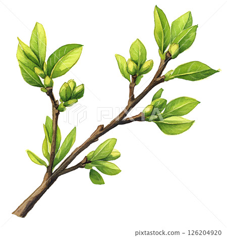 Watercolor illustration of green leafy branch with fresh, vibrant leaves and small buds, evoking sense of spring renewal and natural growth 126204920