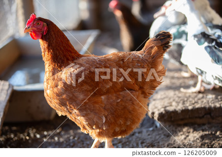 A chicken is standing in a pen with other chickens. The chicken is brown and has a red comb 126205009