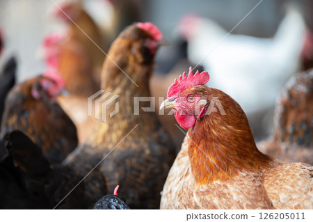A chicken is standing in a yard next to a hose. The chicken is brown and black with a red beak 126205011